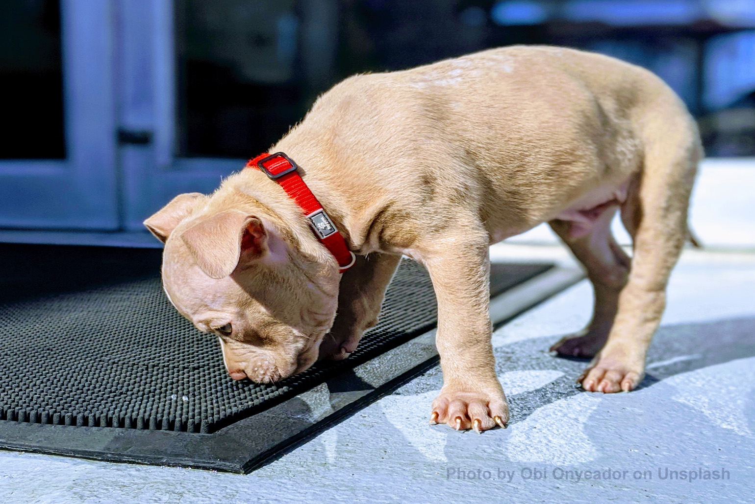 Puppy smelling a door mat